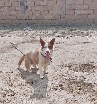 taksa it: Erkek, Peyvəndli — 1