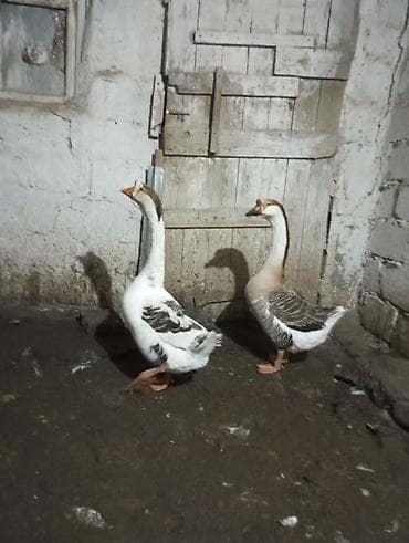 Кошки: Самец, | Linda, Для мяса, Самовывоз — 4