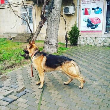 Gəmiricilər: Alman çoban iti, 3 il, Erkek, Ünvandan götürmə — 8