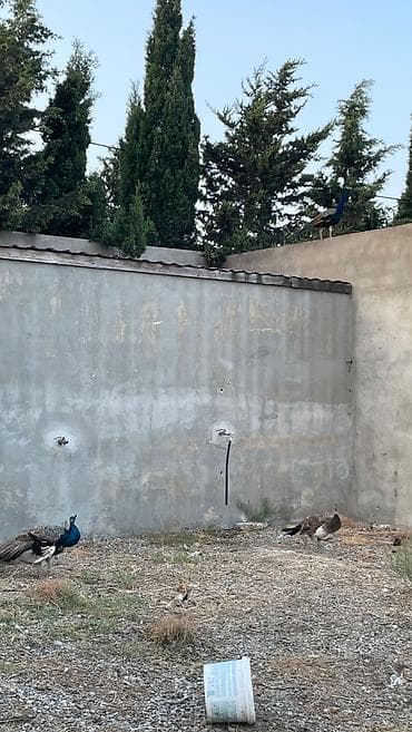 soya yemi: Təsvir: - 3 ədəd tovuz quşu satılır: 2-si xoruz, 1-i fərə. - Növ: Hint — 1