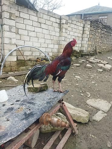 tap az zvonok itler: Qırmızı xoruz 3 yaş yarım. damazlıq. bu biri balaca qırmızı iyun — 8