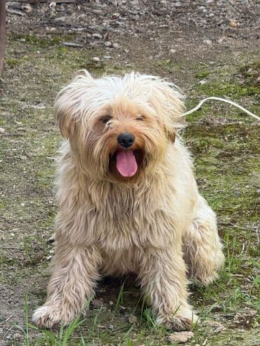 маленькие собаки в баку: Satışda: kiçik ölçülü, uzun tüklü ev iti - Tip: kiçik cins, uzun və — 1