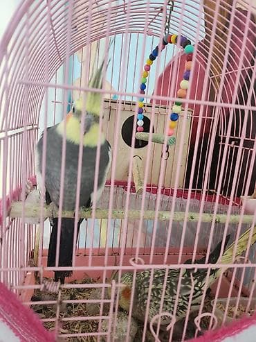 qefes: Nimfa (cockatiel) cütü və qəfəs dəsti - Növ: Nimfa (Nymphicus — 3