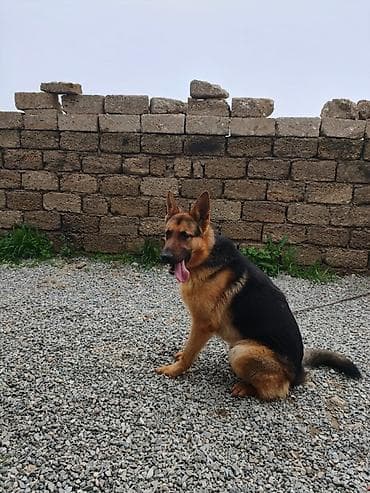 doberman balasi satilir: Alman çoban iti, 10 ay, Erkek, Peyvəndli, Ünvandan götürmə — 2