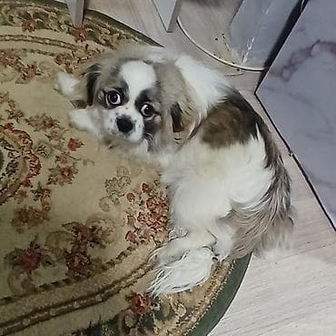 alman afçarka iti: Pekines, 1 il, Dişi, Peyvəndli — 3