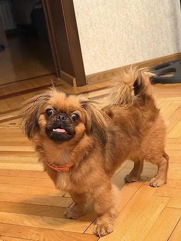 pekines: Pekines, 7 ay, Dişi — 2