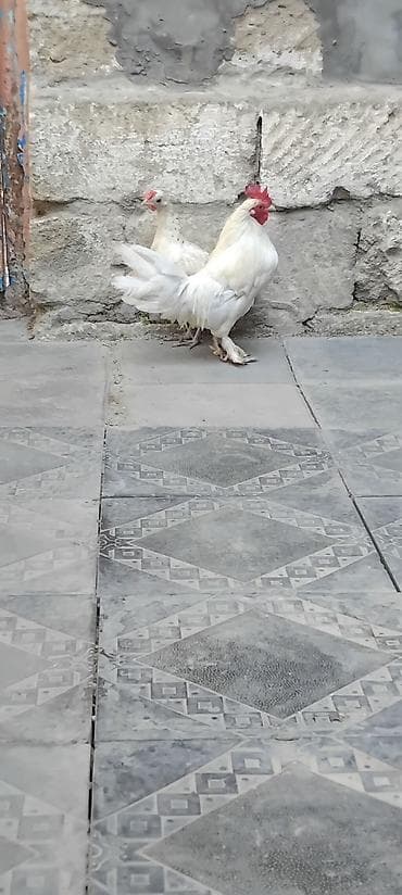 K/t heyvanları üçün mallar: Toyuq, Damazlıq — 4