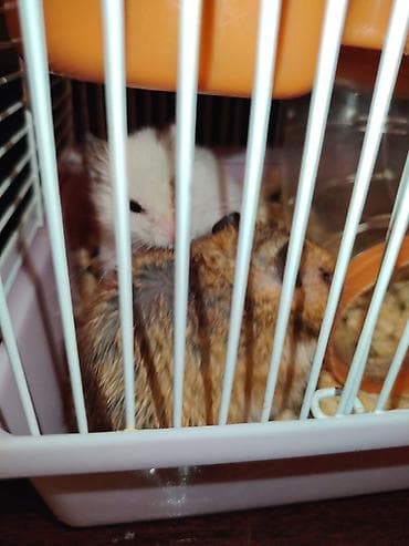 ev sıçanı: SATİLİR.5 balasi var qefes ustunde — 2