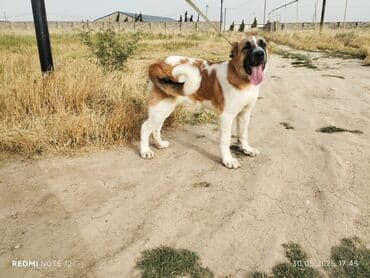дрессировка собак бишкек: 7 ay erkek kucuy unvan Baki balaxani. itede gedir heyetde axranasi — 2