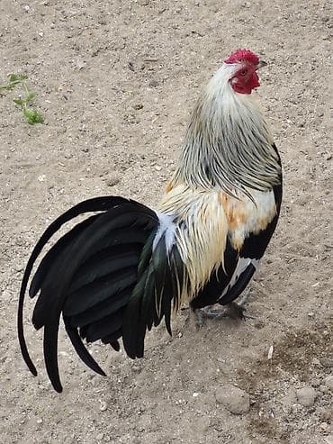 quş yuvalari: Cins xoruz – dekorativ və damazlıq üçün - Növ: dekorativ/damazlıq — 2