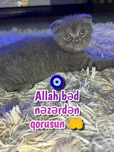 sari pisik: Şotland — 3