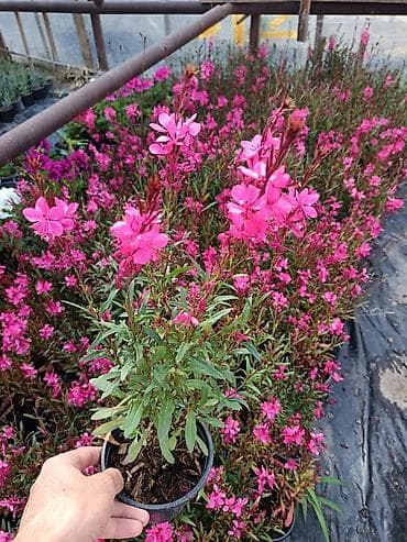 sumqayit gul sifarisi: Qavra — 2