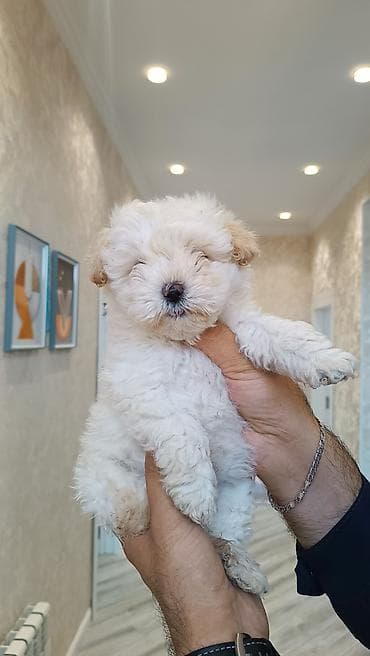 qoyun iti balasi: Pudel, 2 ay, Erkek — 2