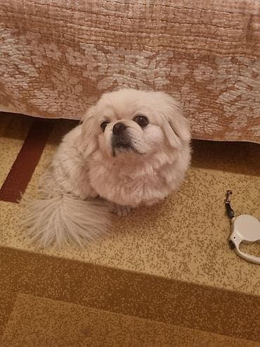 balonka it satilir: Pekines, 2 il, Erkek, Ünvandan götürmə — 2