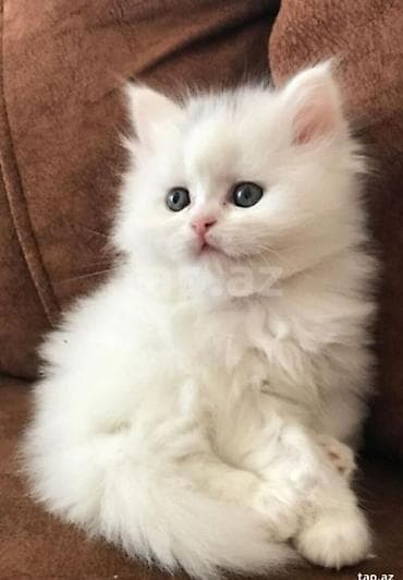 pişik siyam: Ağ rəngli tüklü balaca pişik balaları 250tüklü pisikler250 - Rəng: tam — 2