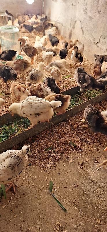 cuce adi: Toyuq cücələri, Damazlıq, Ödənişli çatdırılma — 7