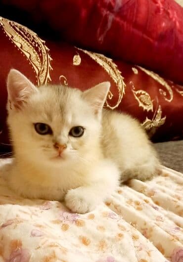 azerbaycanca pişik adlari: Britan, Erkək, Dişi, Yaxşı əllərə, Ünvandan götürmə — 4