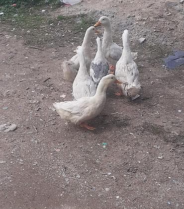 ruan ördəyi: Məhsul: ördəklər dəsti Təsvir: - Şəkillərdə 6 ədəd ev ördəyi görünür — 4