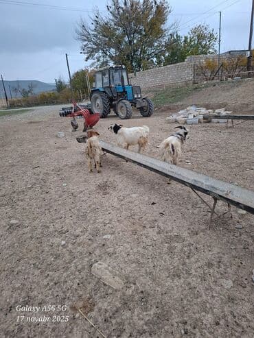 çəpiş: Satılır: keçilər - Say: 3 baş - Növ: yerli dağ keçisi tipli (uzun — 2