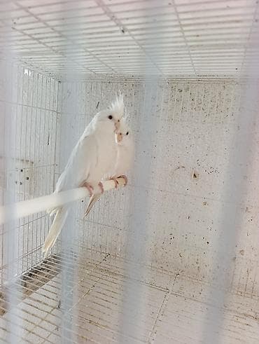 lalafo quşlar: Növ: Ay rengi Karella quşu dişi. Say: 1 eded Xüsusiyyətlər: - Uzun — 3