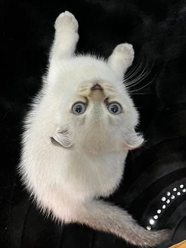 şotlan: Şotland yastı qulaq — 3