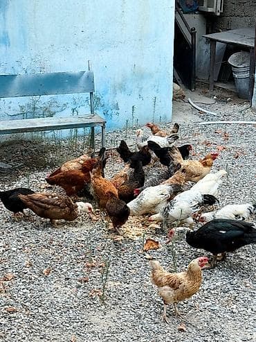 Toyuq, Yumurtalıq lalafo.az -da Toyuq, Yumurtalıq