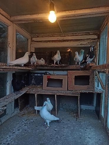 Göyərçinlər: Kom tergidilir 9qusdu öz heyvanarmdi tecılı tergidirem — 3