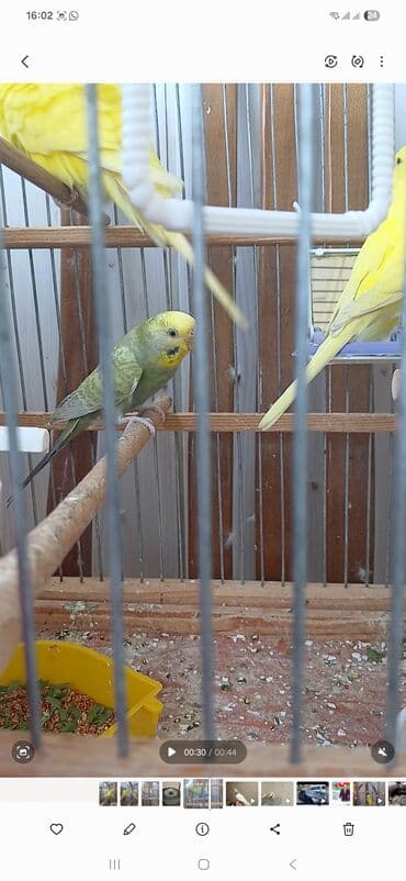 goyercin yuvasi satilir: Temiz qan disi roinbos — 1