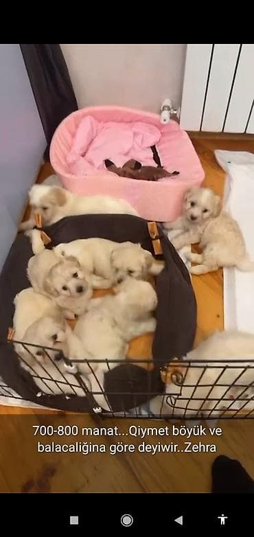 Maltipo balalari. 5 denedir. erkek. 2 ayliq. Qiymet böyük ve