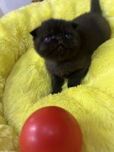 şirin pişik şəkilləri: Şotland yastı qulaq — 3