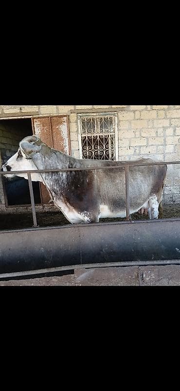 Salam aleykum əvvəla allah alanda satanda xeyir versin inək 4 aylıq