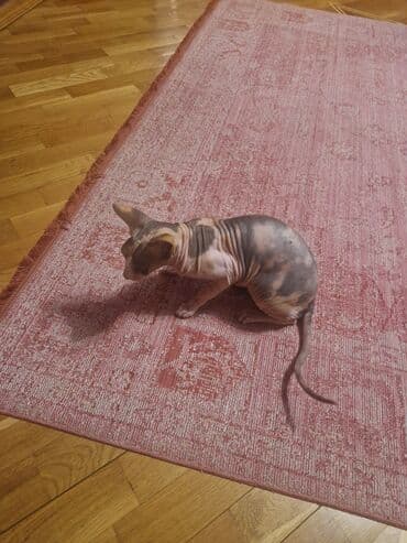 Pişiklər: Sfinks, Dişi, Ünvandan götürmə — 1