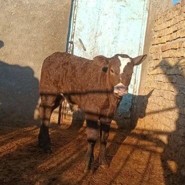 Heyvanlar üçün mallar: Məhsul: Erkək buzov Təsvir: - Şəkillərdə olan sağlam, möhkəm gövdəli — 3