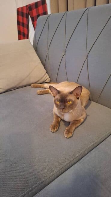 Птицы: Самец — 1