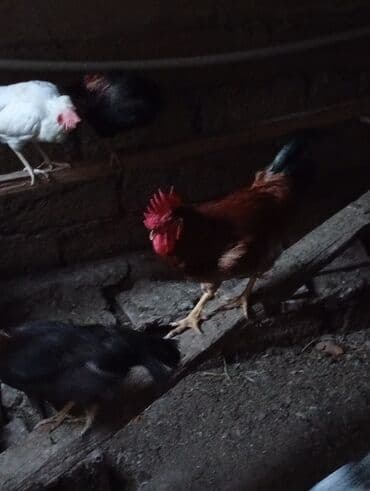 gence toyuq cuce: Xoruz, il: 1, Ünvandan götürmə — 1