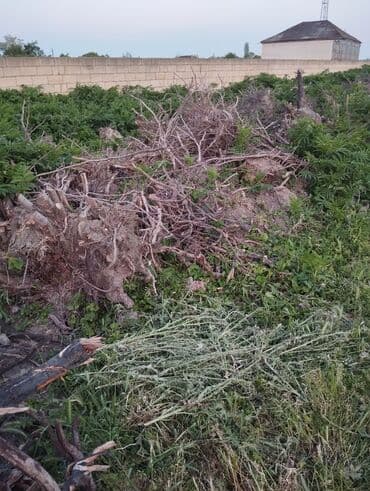 купить пластиковый бак для воды: Gilas fındıq kökləri kömürçün yarıyır — 4