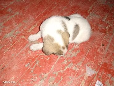 ev pişikleri: Alabay və Qurdbasar qarişig Təsvir: - Şirin, tüklü it balaları — 4