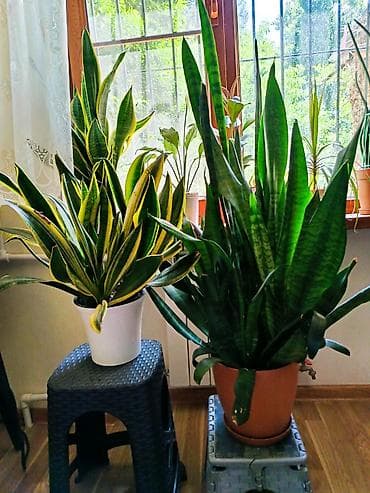 devedabani bitkisi: Məhsul: Sanseveriya (Snake Plant) – iki müxtəlif sort Təsvir: - Quraq — 1