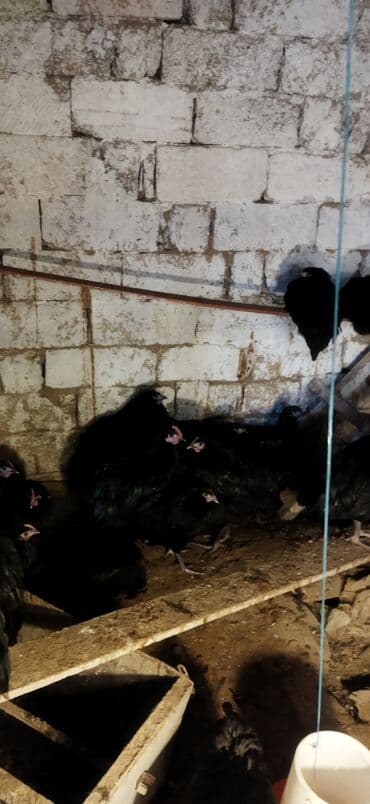 Heyvanlar üçün mallar: Toyuq, Damazlıq — 8