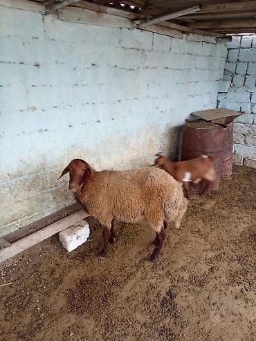 qoyun iti: Erkey toğulu satılır istəyən olsa yazsın real alıcıya endirim olacaq 1 — 6
