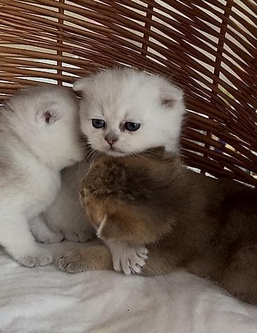 şotland pisiki: 2 si hələki boş, 1- i brondur artıq. Şinşilla pişik balalar. Bu — 1