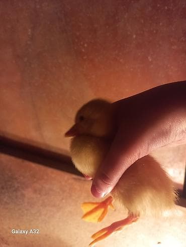 ördək: Məhsul: Ördək balaları Təsvir: - Şəkillərdə müxtəlif rəngli (sarı — 3