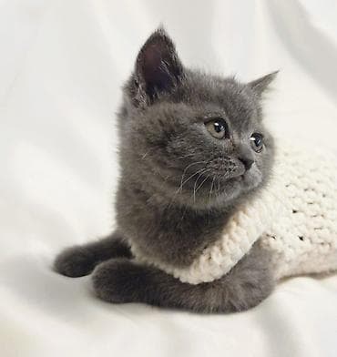 qoyun heyvan: Britan — 1