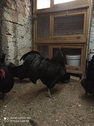 Australorp yumurta satısı davam edir. qara boz rəngləri var heyvanlar