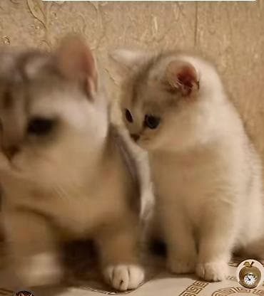 golden roz: Britan, Erkək, Dişi, Yaxşı əllərə, Ünvandan götürmə — 9