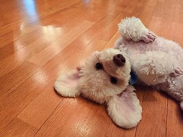 Bişon Frize, 5 ay, Erkek, Peyvəndli, Ünvandan götürmə