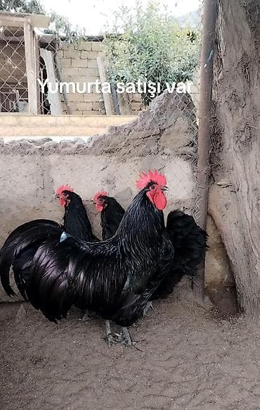 pegah kere yagi: Məhsul: Yumurta satışı Avstralorp yumurtası satılır 2 azn. Sağlam — 1