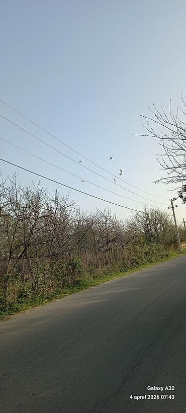 lal ordek satilir: Ağ güvercinlər – dekorativ və uçuş üçün - Rəng: qar kimi ağ, bir — 6