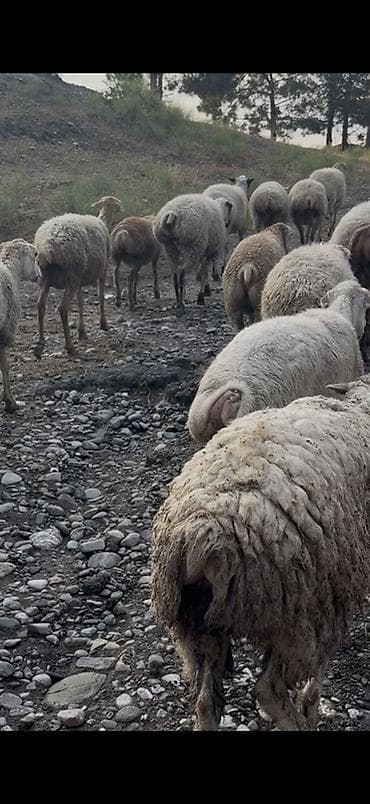 heyvan per page 40: 20 baş qoyun 10 nu balalli 10 nu bogaz satilir 1,2,3 qarin 2,3 dene 4 — 5