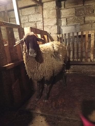 qoyun yanıbala: Sağlam heyvandilar - Növ: yerli qoyun (qısa/quyruqlu tip), sürü — 5